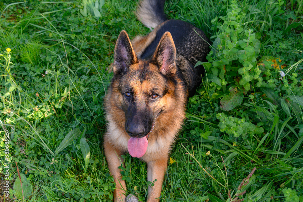 German grass dog lying facing the photographer looking at the camera while holding a stone in his hands. Look at the camera while holding a stone German grass dog lying facing the photographer looking at the camera while holding a stone in his hands. Look at the camera while holding a stone