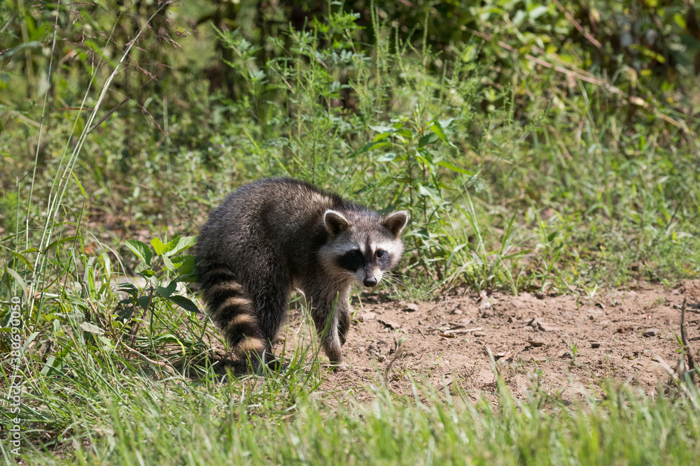 Obraz premium Raccoon Standing Side View Ground Level POV