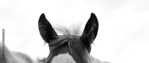Foal horse ears isolated on background, fluffy forelock and mane hair in black and white. photo