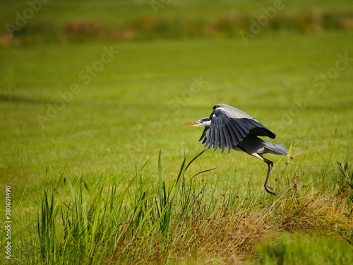 Gray Heron at Take-Off