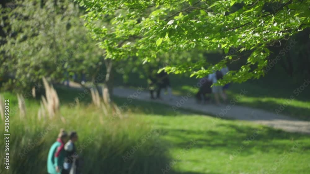 Families Soft Focus Strolling in Park and Tree Blowing in the Wind With Pollen Allergies Families Soft Focus Strolling in Park and Tree Blowing in the Wind With Pollen Allergies