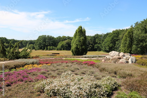 Sommer im Heidegarten Schneverdingen in der Lüneburger Heide