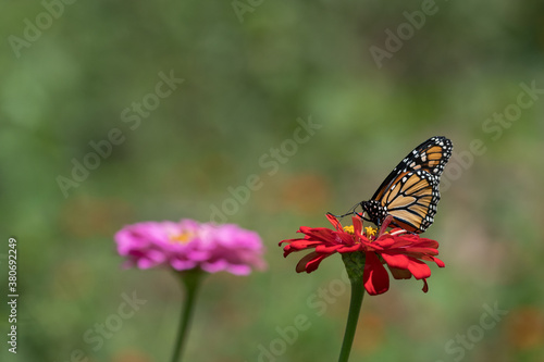 Monarch Butterfly on Red Zinnia