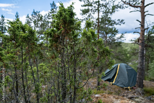 Juniper on a rock, in the background a camp with a single tent, among the pine trees.
