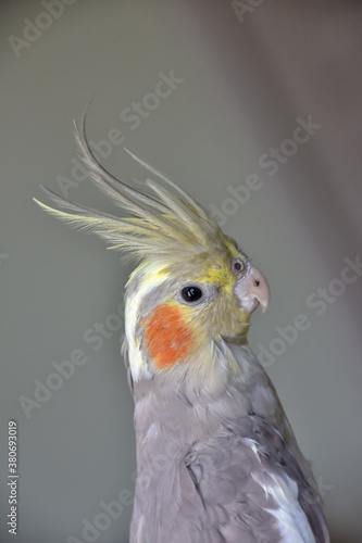 portrait of parrot cockatiel, cockatiel close-up, home parrot
