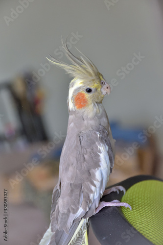 portrait of parrot cockatiel, cockatiel close-up, home parrot