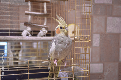 portrait of parrot cockatiel, cockatiel close-up, home parrot