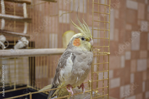 portrait of parrot cockatiel, cockatiel close-up, home parrot