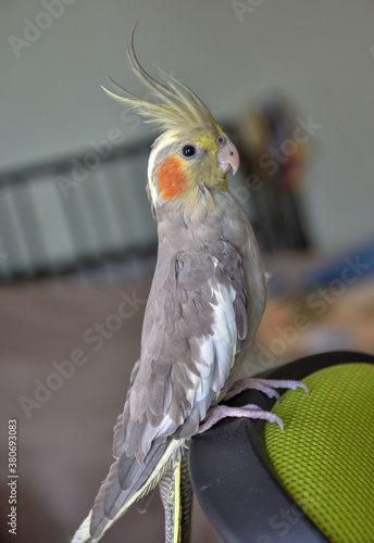 portrait of parrot cockatiel, cockatiel close-up, home parrot