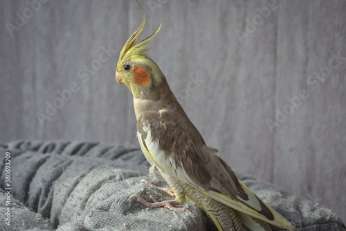 portrait of parrot cockatiel, cockatiel close-up, home parrot