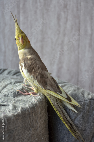portrait of parrot cockatiel, cockatiel close-up, home parrot