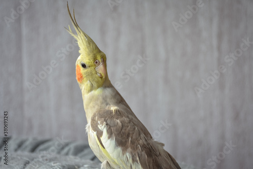 portrait of parrot cockatiel, cockatiel close-up, home parrot