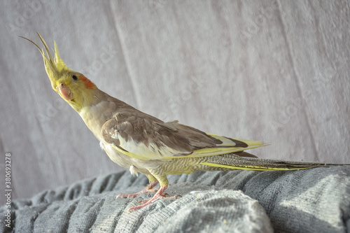 portrait of parrot cockatiel, cockatiel close-up, home parrot
