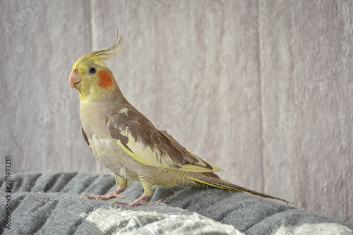 portrait of parrot cockatiel, cockatiel close-up, home parrot