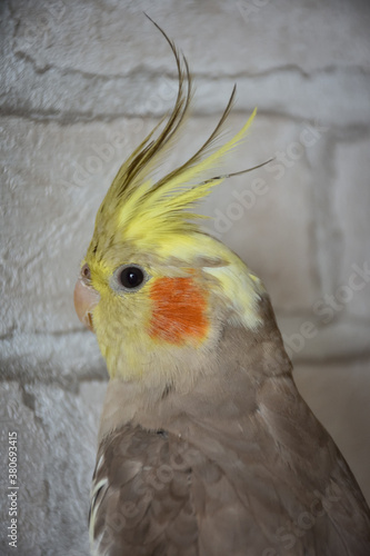 portrait of parrot cockatiel, cockatiel close-up, home parrot