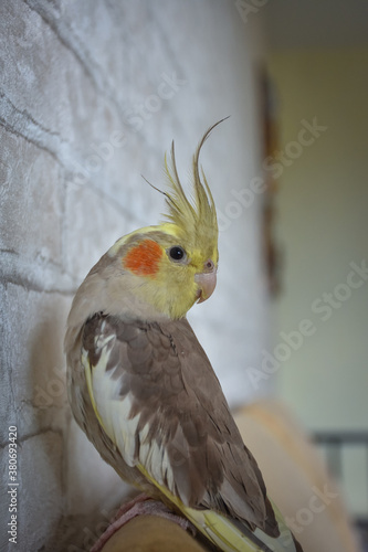portrait of parrot cockatiel, cockatiel close-up, home parrot