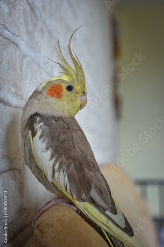 portrait of parrot cockatiel, cockatiel close-up, home parrot