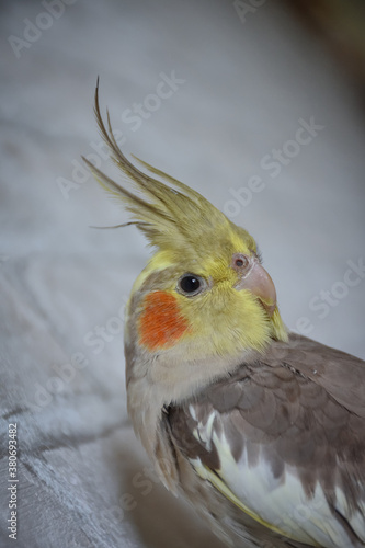 portrait of parrot cockatiel, cockatiel close-up, home parrot