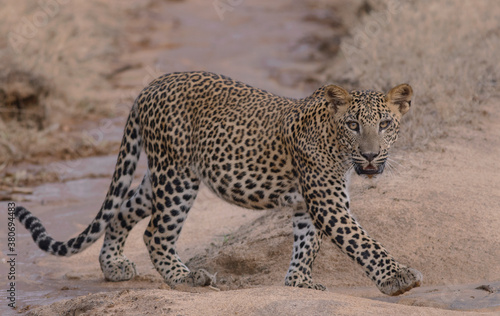 Leopard cub walking; Baby leopard walking