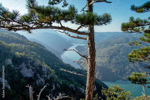 Panoramic view on a canyon of river Drina from Tara mountain viewpoint through a pine tree.