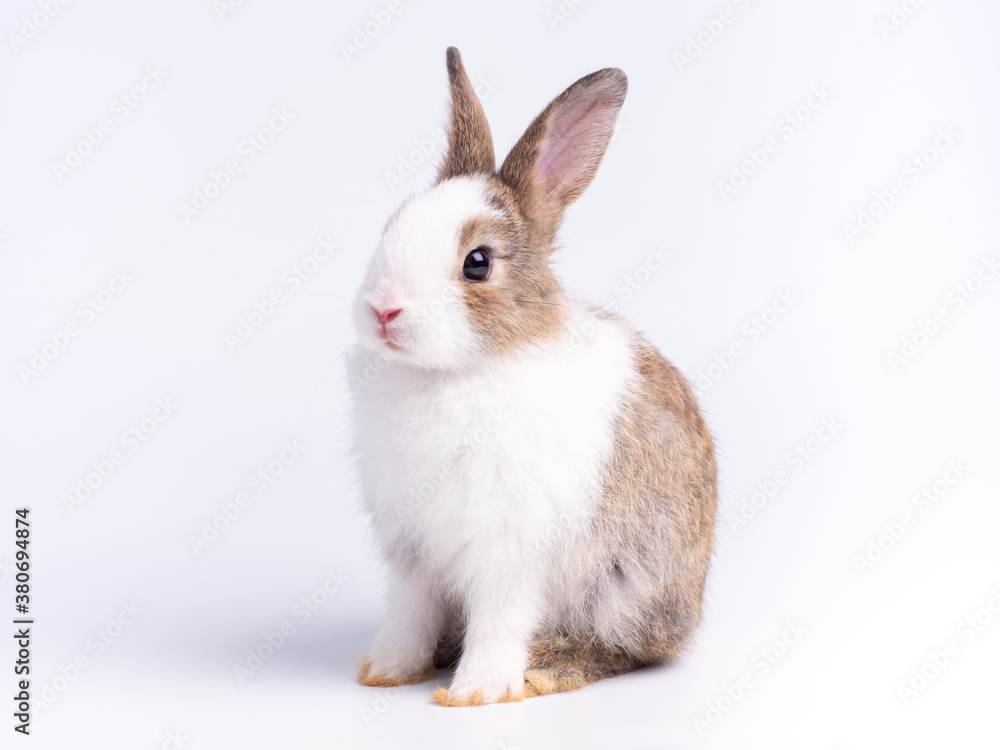 Fototapeta premium Adorable baby rabbit sitting on white background.