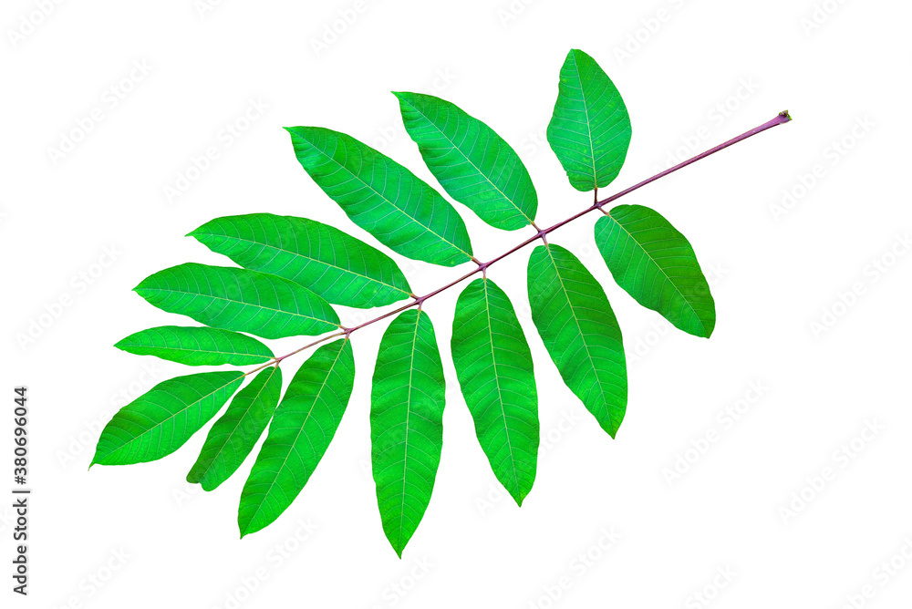 Close-up of twig with green leaves on a white background. Close-up of twig with green leaves on a white background.