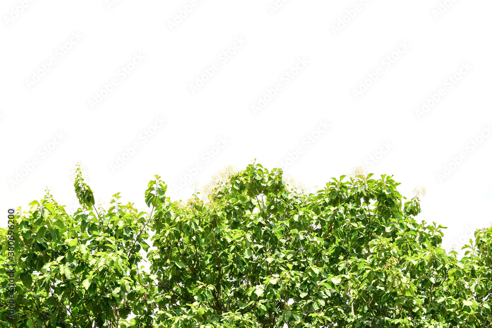 Green treetops isolated on white background with copy space Green treetops isolated on white background with copy space