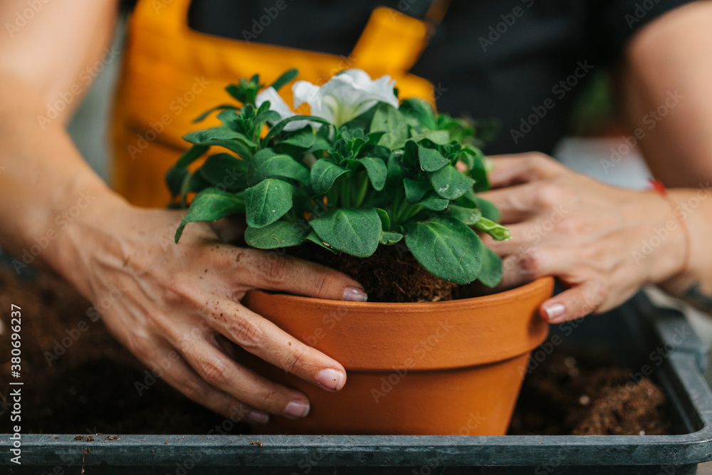 Unrecognizable man transplanting a flower Unrecognizable man transplanting a flower