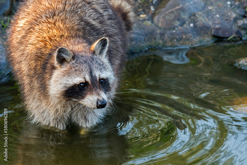 Canvas Print North American raccoon (Procyon lotor), native to North America, washing food in