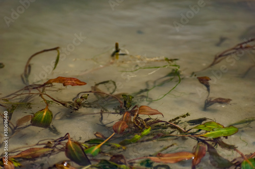 Multi-colored algae in the river don. Deciduous plants with green, maroon and brown leaves under water, near the shore, in shallow water with a sandy bottom