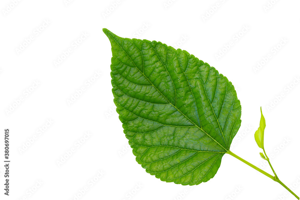 Fototapeta premium Green leaves isolated on white background