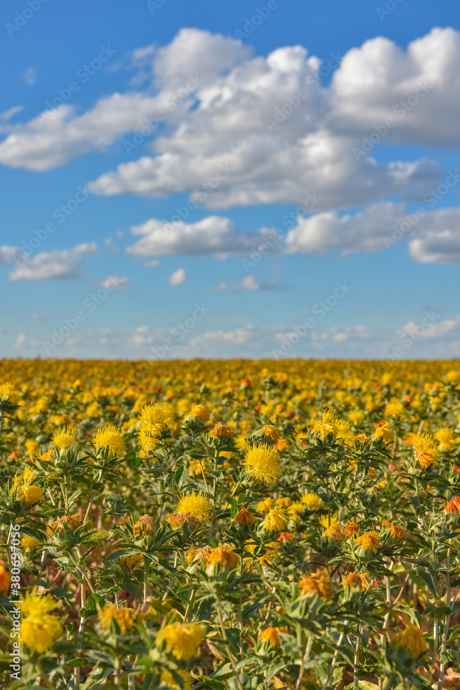 Safflower field, field of yellow prickly flowers, Carthamus tinctoriu