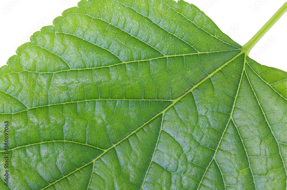 Leaf Close up Leaf Close up