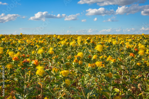 Photography Safflower field, field of yellow prickly flowers, Carthamus tinctoriu