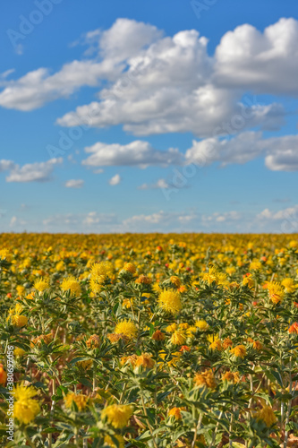 Safflower field  field of yellow prickly flowers  Carthamus tinctoriu