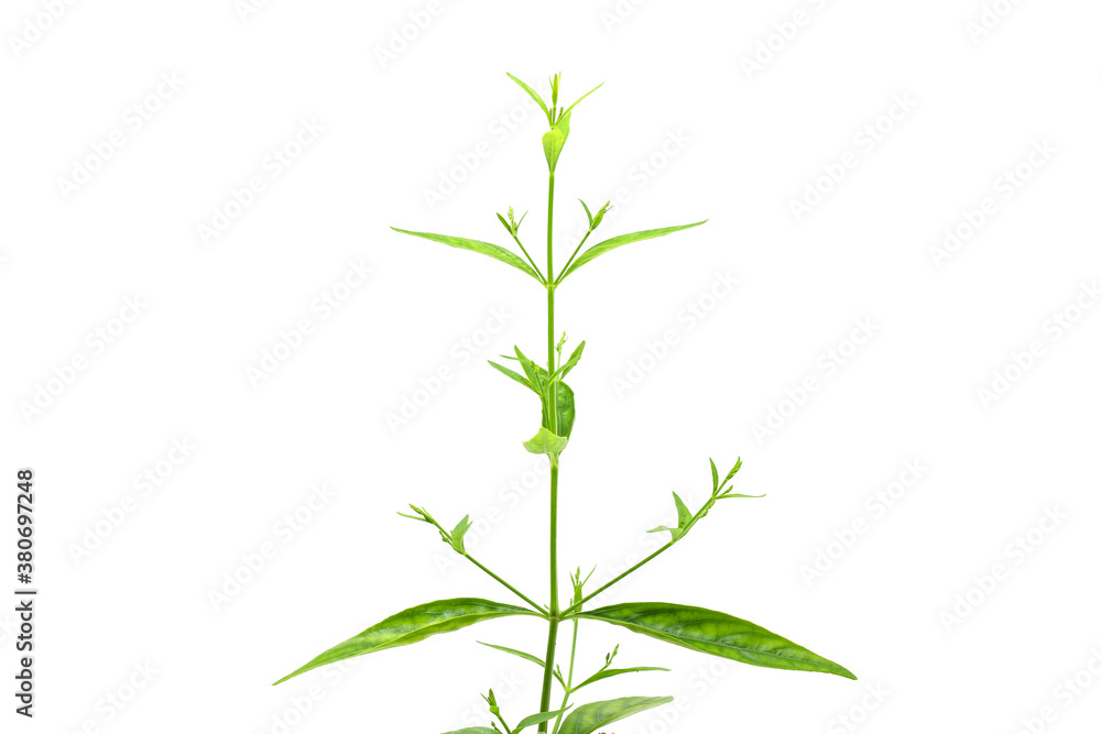 Fototapeta premium Andrographis Paniculata Plant On White Background