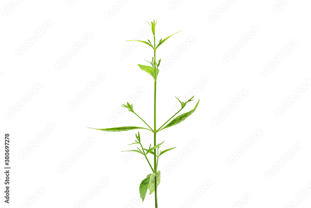 Fototapeta premium Fresh of Andrographis paniculata plant on white background use for herbal product