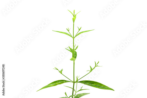 Andrographis Paniculata Plant On White Background