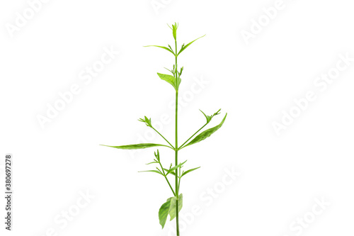 Fresh of Andrographis paniculata plant on white background use for herbal product © TawanSaklay