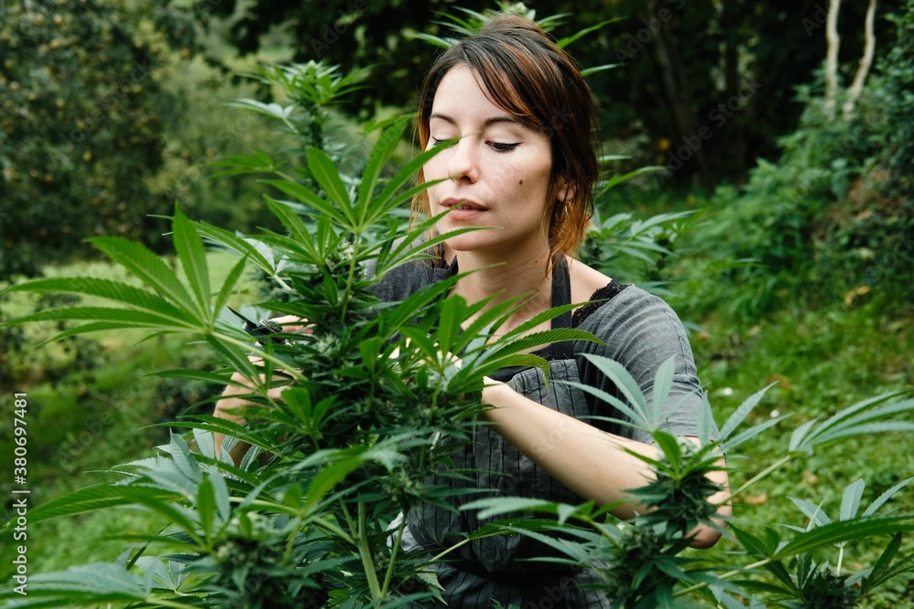 taking care of the marijuana cultivation taking care of the marijuana cultivation