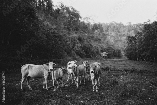 Cows photo