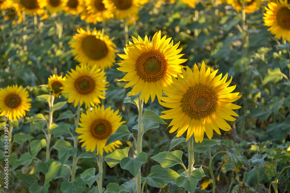 Naklejka premium sunflower field at sunset, many sunflowers