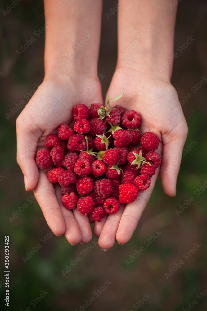 raspberries in the hands of man