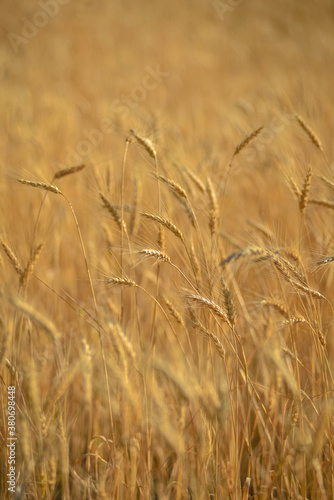 wheat stalks in the field, wheat close-up