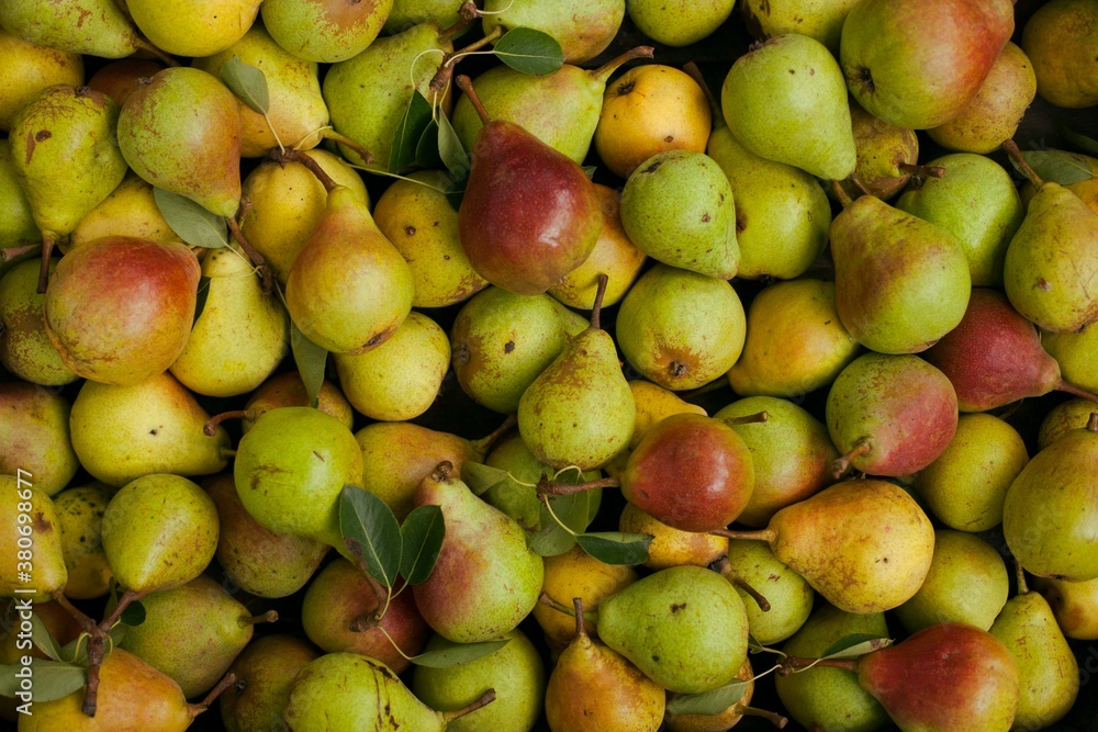 many pears collected many pears collected