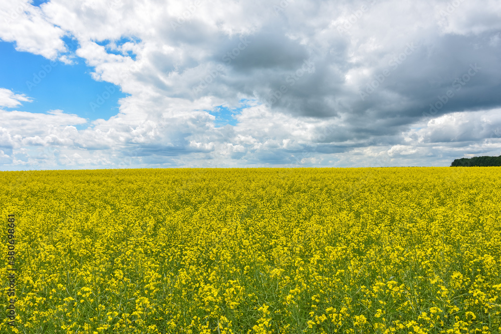 yellow rapeseed field, yellow rapeseed field