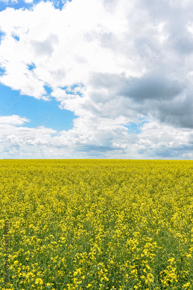 Obraz premium yellow rapeseed field, yellow rapeseed field
