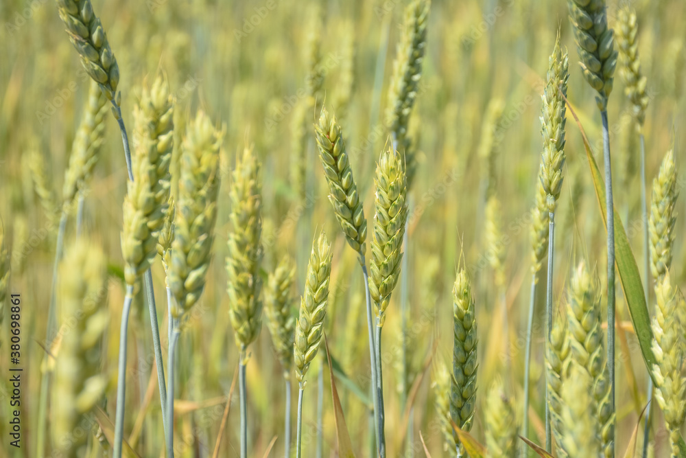 unripe wheat field, crop field unripe wheat field, crop field