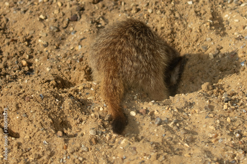 Rear view of young Meerkat, Suricata suricatta, digging for insects in sand © Martin and Dawn Q