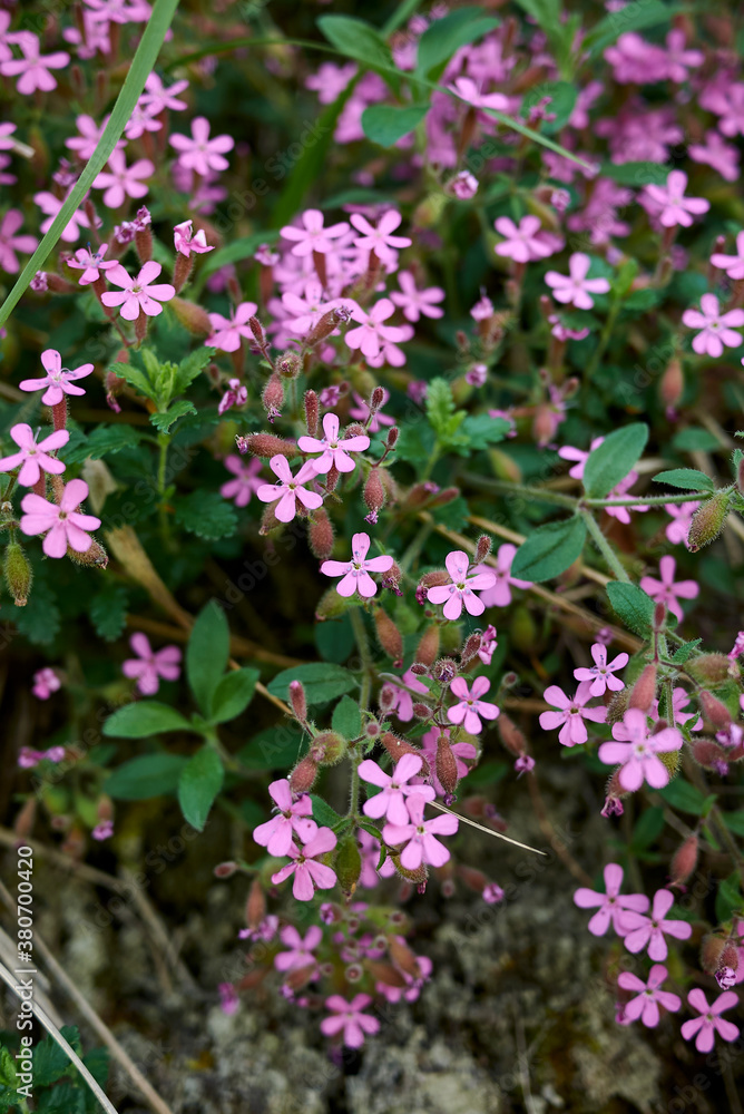 Saponaria ocymoides Saponaria ocymoides